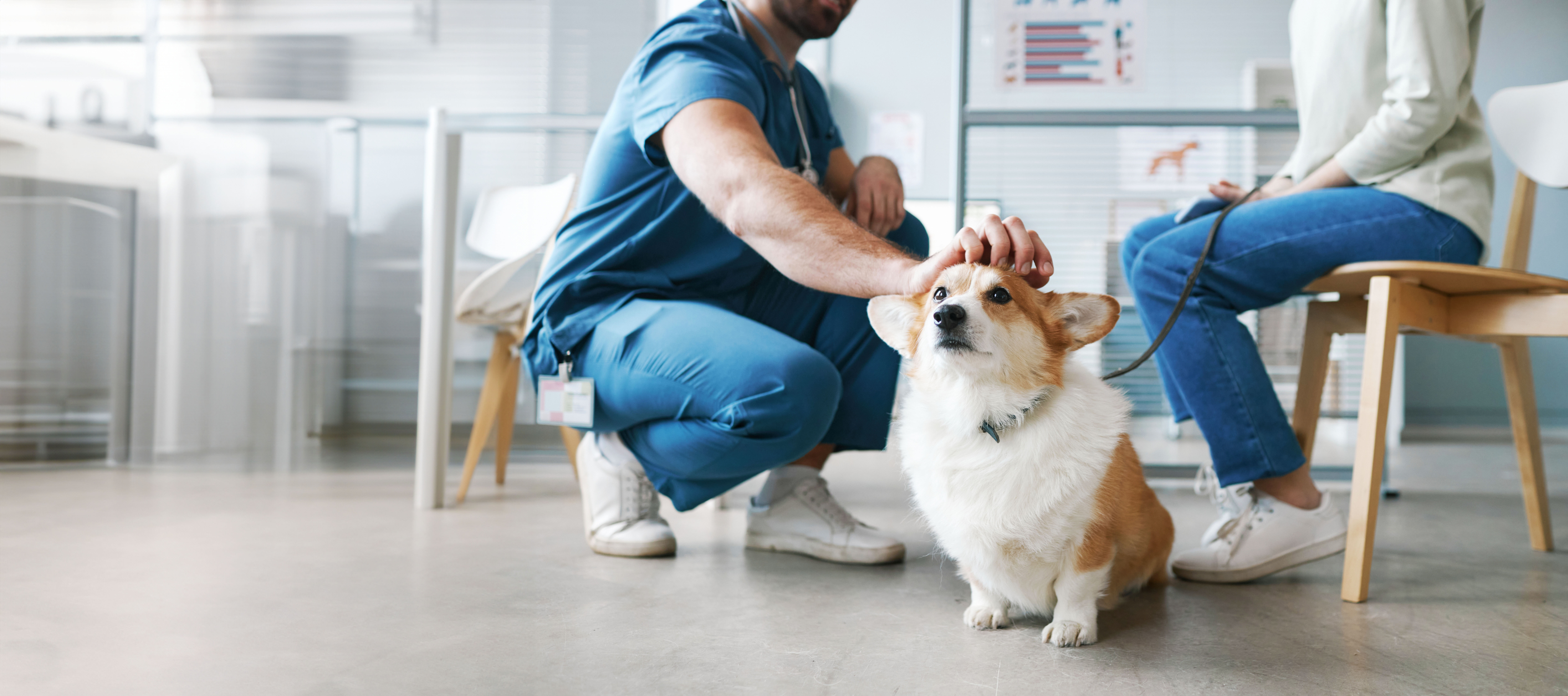 Vets treating a dog