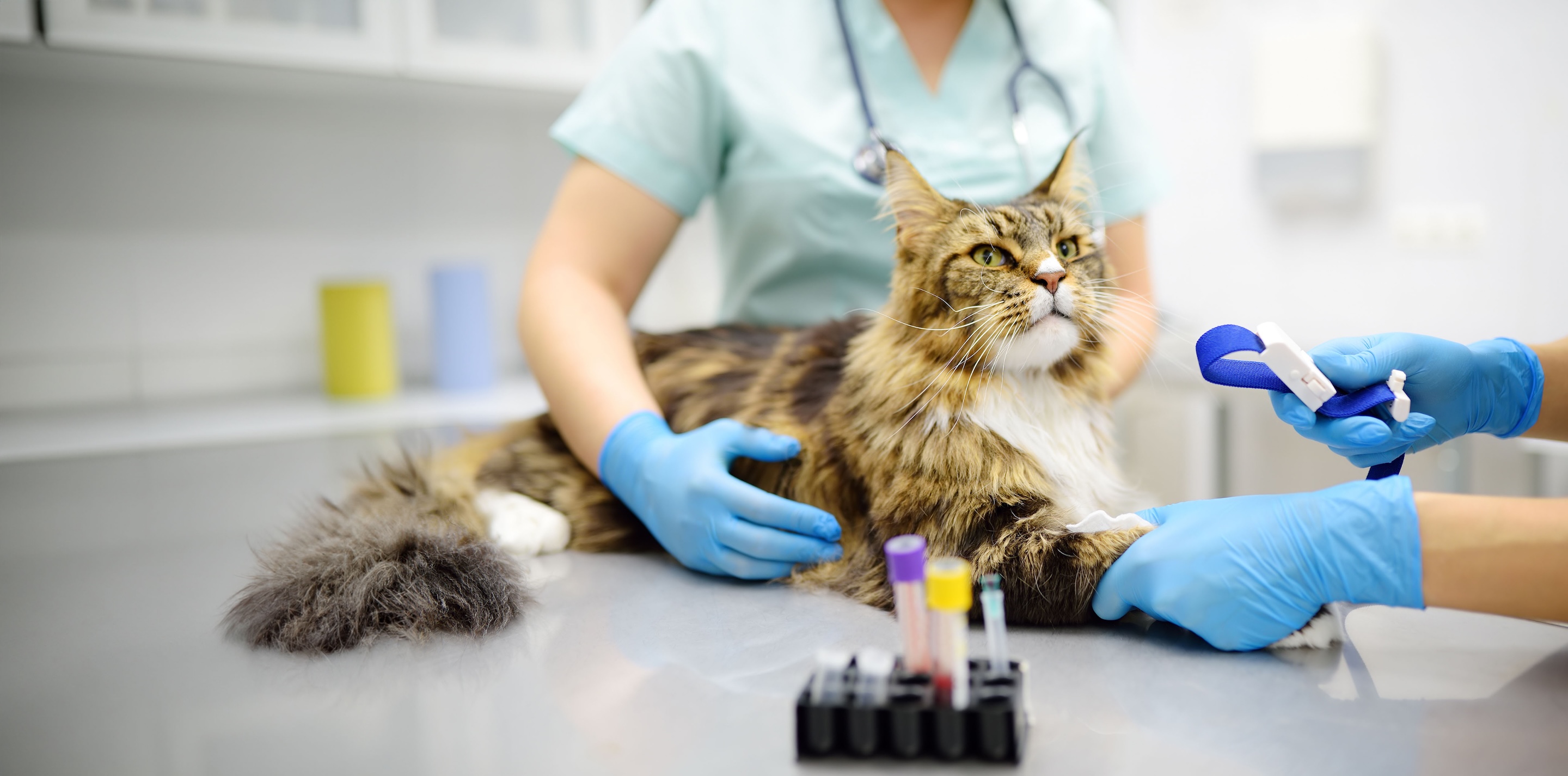 Cat being treated by a vet