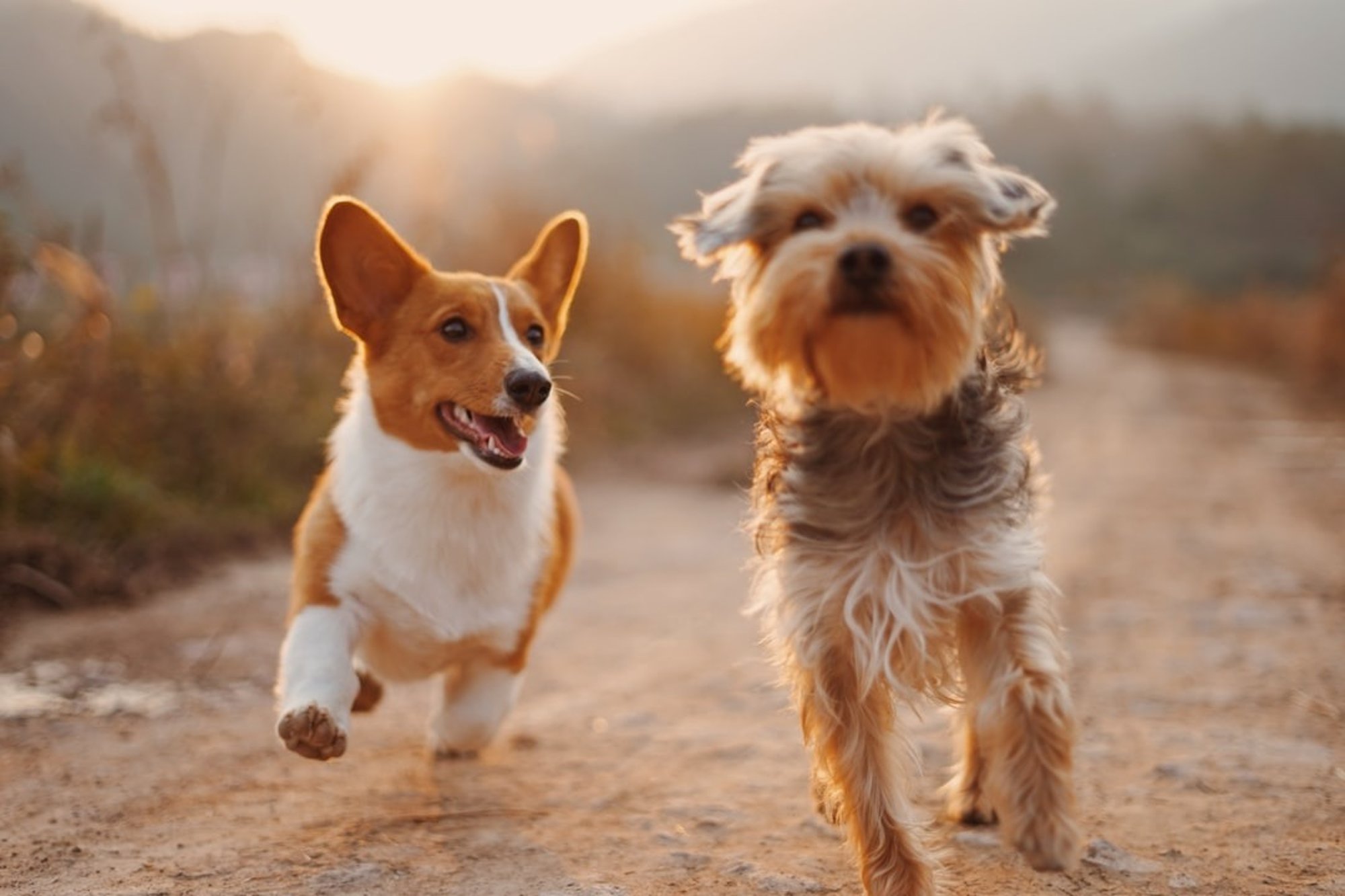 Animal Health Certificates